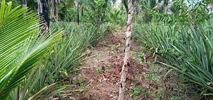 Cultivo de Abacaxi Agroecológico 2