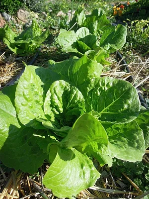 Syntropic Farming at La Loma Viva