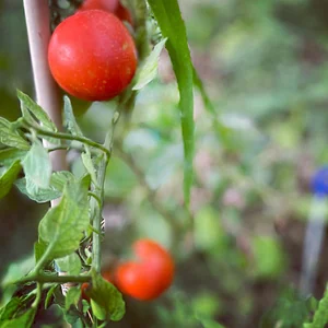Syntropic Farming at La Loma Viva