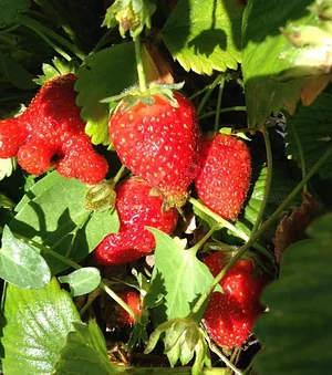 Syntropic Farming at La Loma Viva