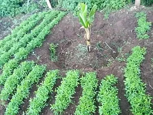Kaswanga Permaculture and Syntropic Agroforestry Project