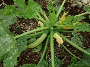 Garth Organic Garden