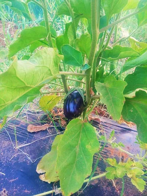 Marrakesh Organics