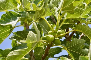 Marrakesh Organics