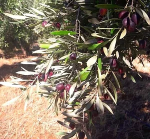 Marrakesh Organics