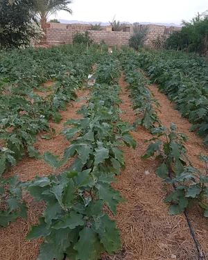 Habiba Organic Farm