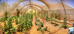 Habiba Organic Farm