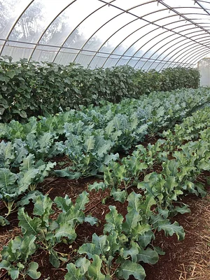 Regenerative Agriculture at Kupa'a