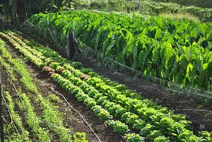 Regenerative Agriculture at Kupa'a