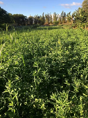 Regenerative Agriculture at Kupa'a