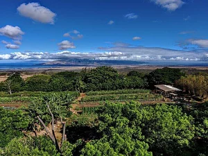 Regenerative Agriculture at Kupa'a