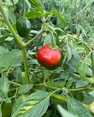 U-Pick Organic Farm Produce