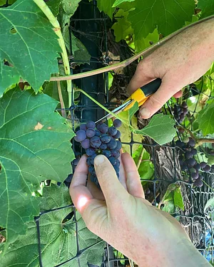 U-Pick Organic Farm Produce