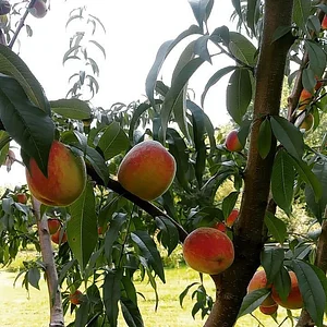10 acre Agroecological Farm
