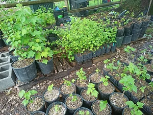 10 acre Agroecological Farm