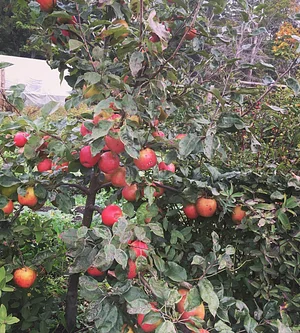 Watercliff Permaculture Farm