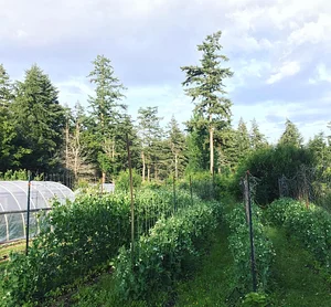 Watercliff Permaculture Farm