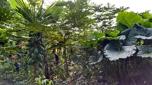 Agrofloresta Pirasykáua 1