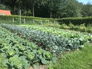 Agroecological vegetable garden