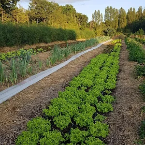 Agroecology in Plum Village Happy Farm