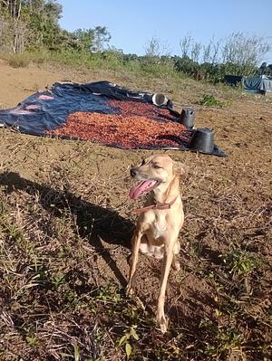 bénéficier le cacao et en faire du chocolat