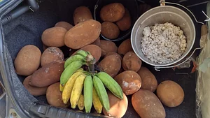 colheita de cupuaçu, banana e cacau