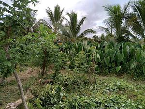 Vonudrau Homestead Permaculture Farm