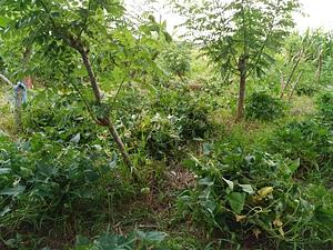 Vonudrau Homestead Permaculture Farm