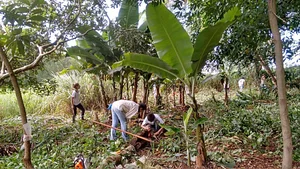Agrofloresta Pirasykáua 4