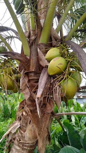 Agroforestry in Vonudrau Homestead Permaculture Farm