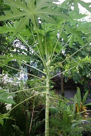 Learning Center at Kuatro Maria's Agroecology Farm