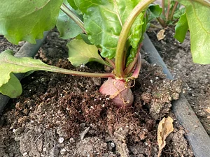 Seed Program