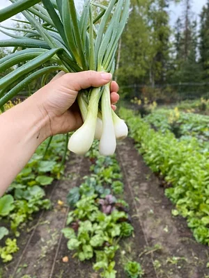 Seed Program