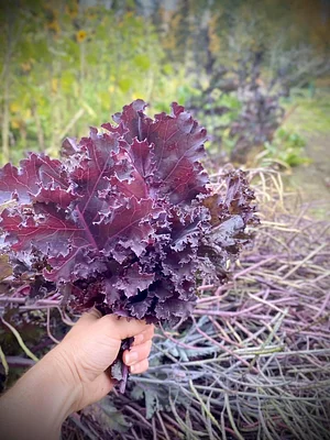 Seed Program