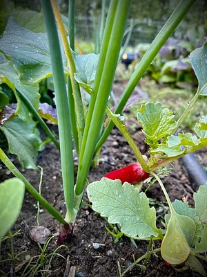 Seed Program