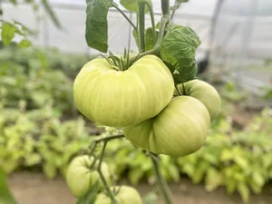 Seed Program
