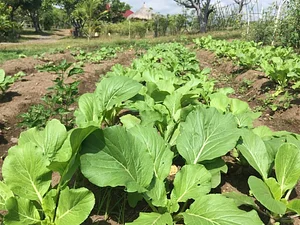 Saifana Organic Farm