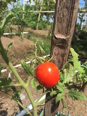 Saifana Organic Farm