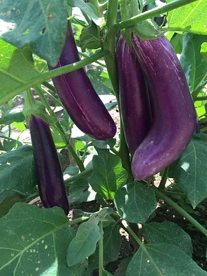 Saifana Organic Farm