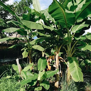 Saifana Organic Farm