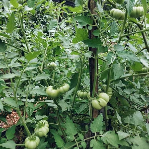 Saifana Organic Farm