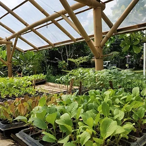 Saifana Organic Farm