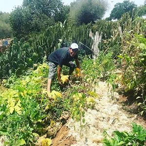 Land Shakra