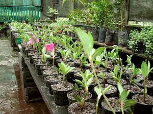 Parque ecológico da Vila Residencial da UFRJ
