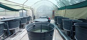 Aquaculture and intercropping - Kisumu, Kenya Living Lab