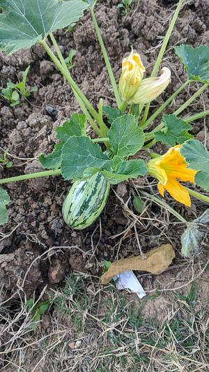 Permaculture