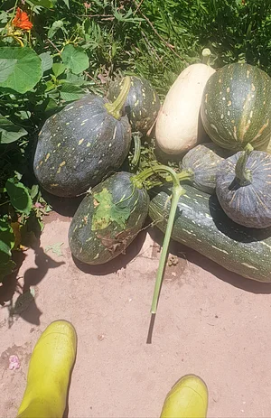 In My Garden