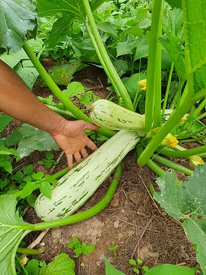 Courge énorme