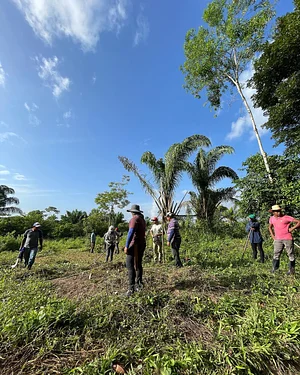 Manejo de Agrofloresta