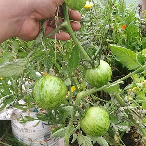 Tomates